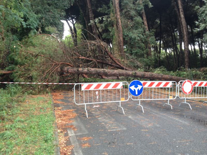 Cade un pino su due auto parcheggiate