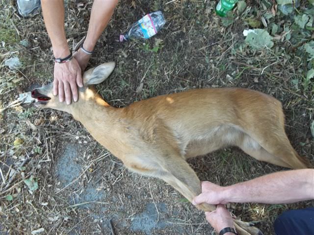 Investe un capriolo sulla Provinciale. Curato, l’animale riprende a correre felice