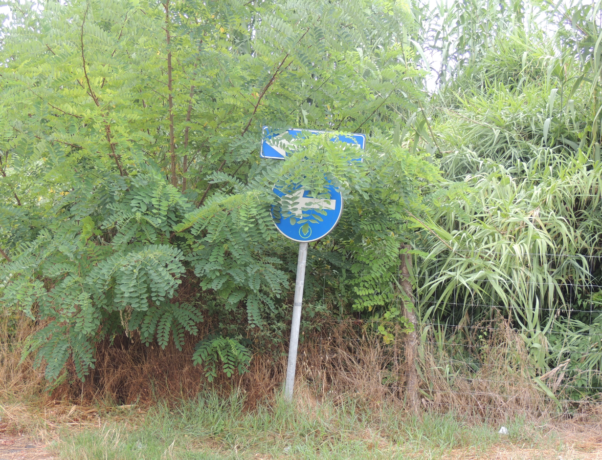 La savana davanti casa a Lido di Camaiore