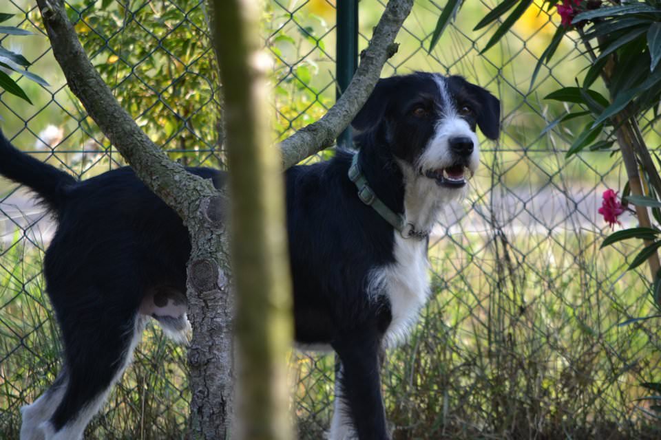 Cane smarrito. Appello dei proprietari di Tito