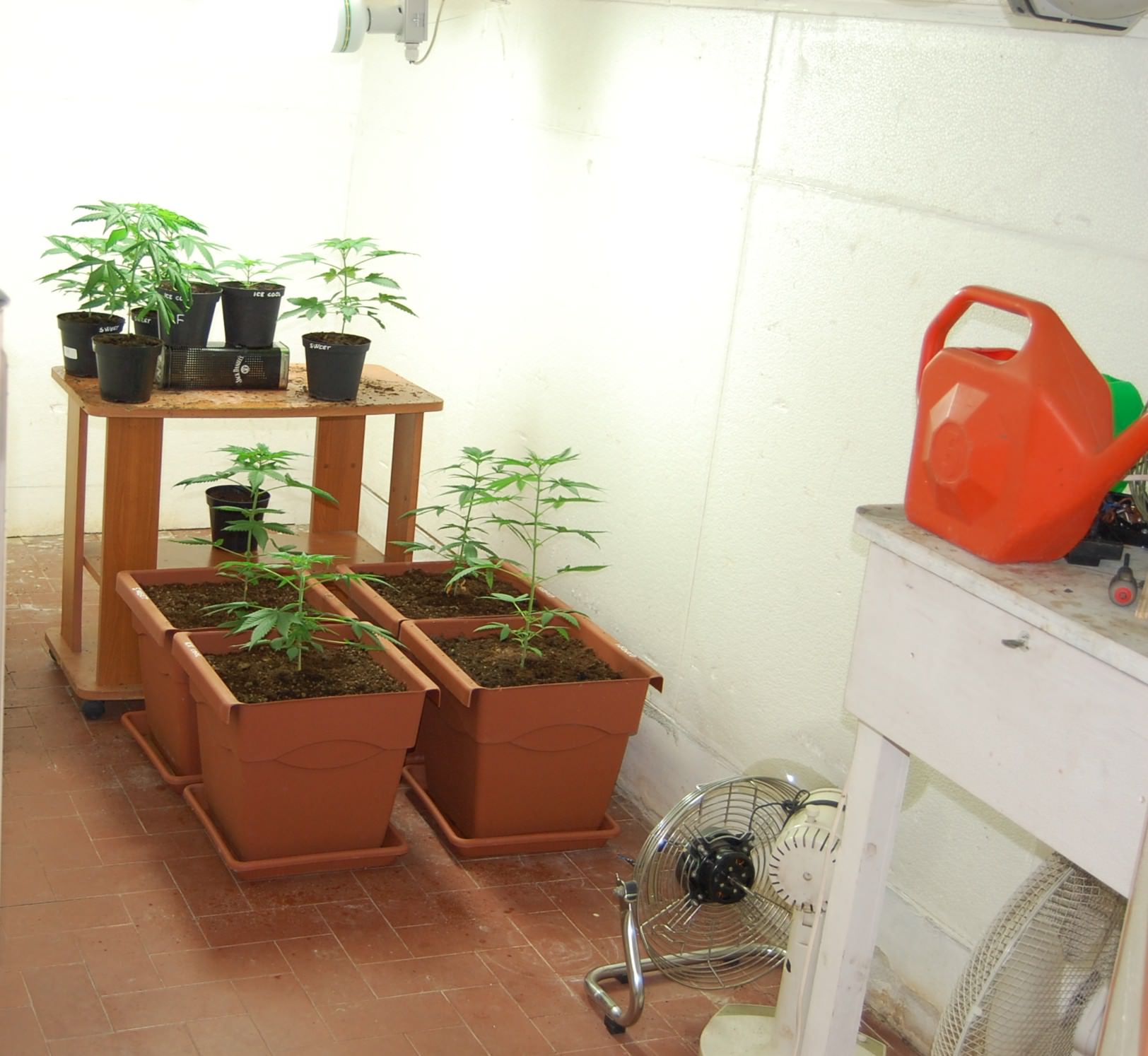 Coltivava piantine di marijuana in casa. Arrestato dalla Polizia