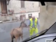 Un asino blocca la strada e i soccorsi dell’ambulanza. Deve scendere il medico per spostare l’animale (il video)