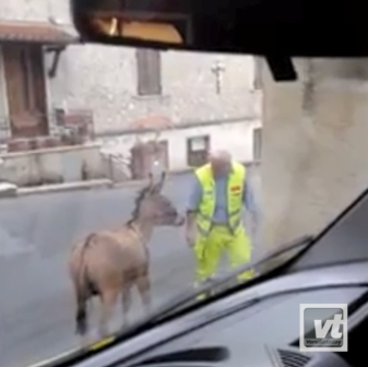 Un asino blocca la strada e i soccorsi dell’ambulanza. Deve scendere il medico per spostare l’animale (il video)