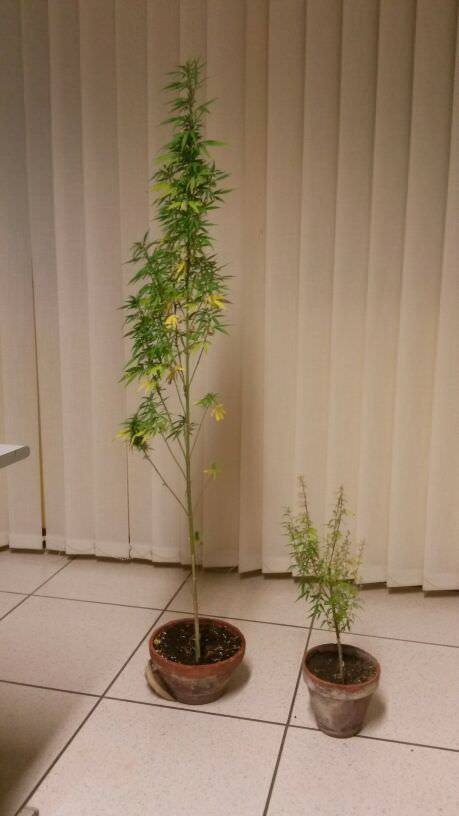 Nel borsello hashish e marijuana, in giardino piantine di canapa: denunciato