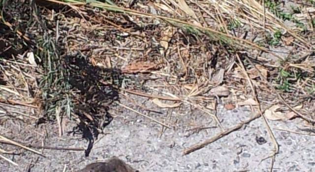 Topi morti e erba alta, rischio igienico sanitario al Varignano