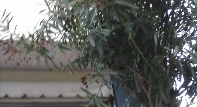 Troppi incidenti a Viareggio. M5S: &#8220;Colpa di segnaletica inesistente e cartelli inghiottiti dalle piante&#8221;