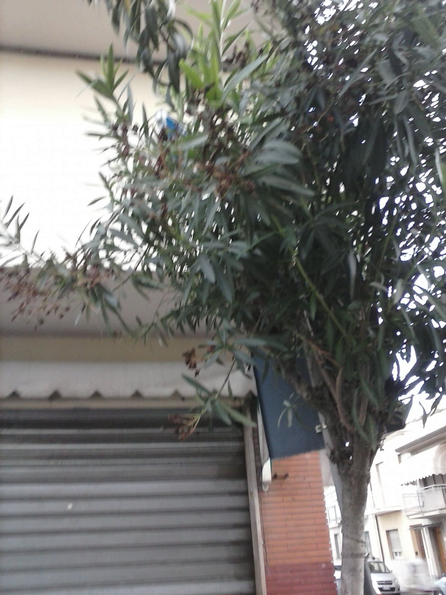 Troppi incidenti a Viareggio. M5S: “Colpa di segnaletica inesistente e cartelli inghiottiti dalle piante”
