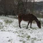 olmo