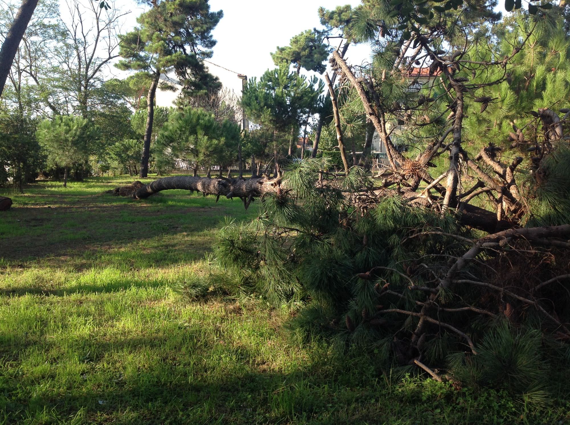 Cade l’ennesimo pino nella pineta di Levante