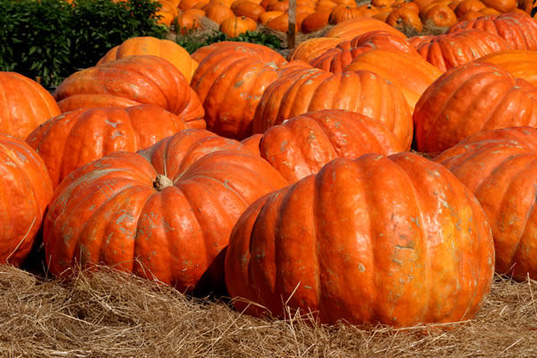 festa della zucca