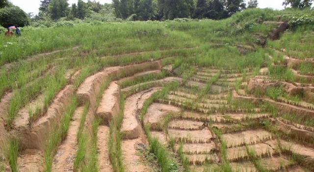 Cure naturali per i corsi d&#8217;acqua, gli agricoltori puntano sul Vetiver per ridurre rischi idrogeologici