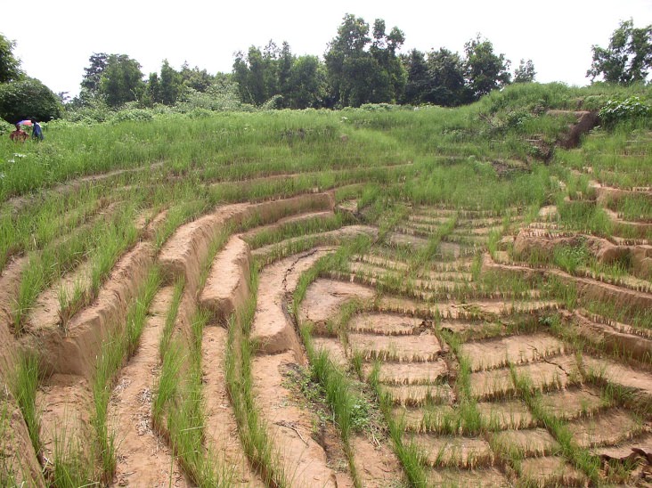Cure naturali per i corsi d’acqua, gli agricoltori puntano sul Vetiver per ridurre rischi idrogeologici