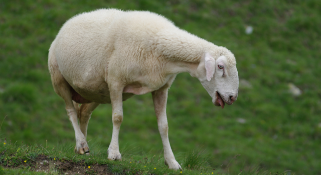 Rissa sfiorata davanti le telecamere di Striscia: le pecore stressate