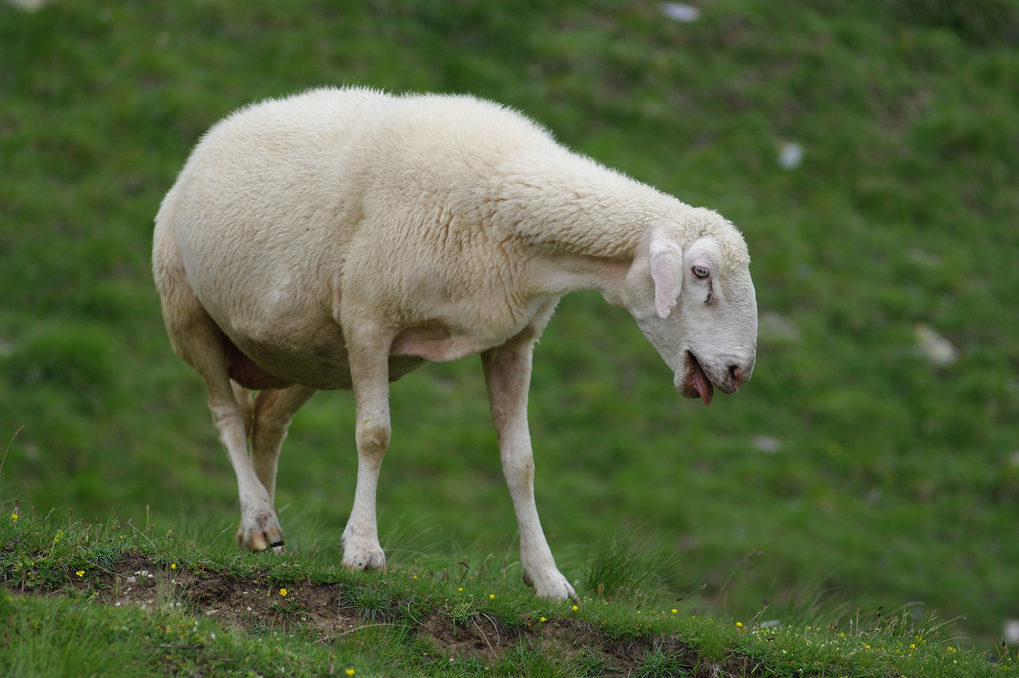 Rissa sfiorata davanti le telecamere di Striscia: le pecore stressate