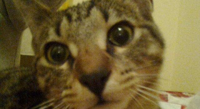 Ritrovato grazie a Versiliatoday il gattino smarrito in Passeggiata