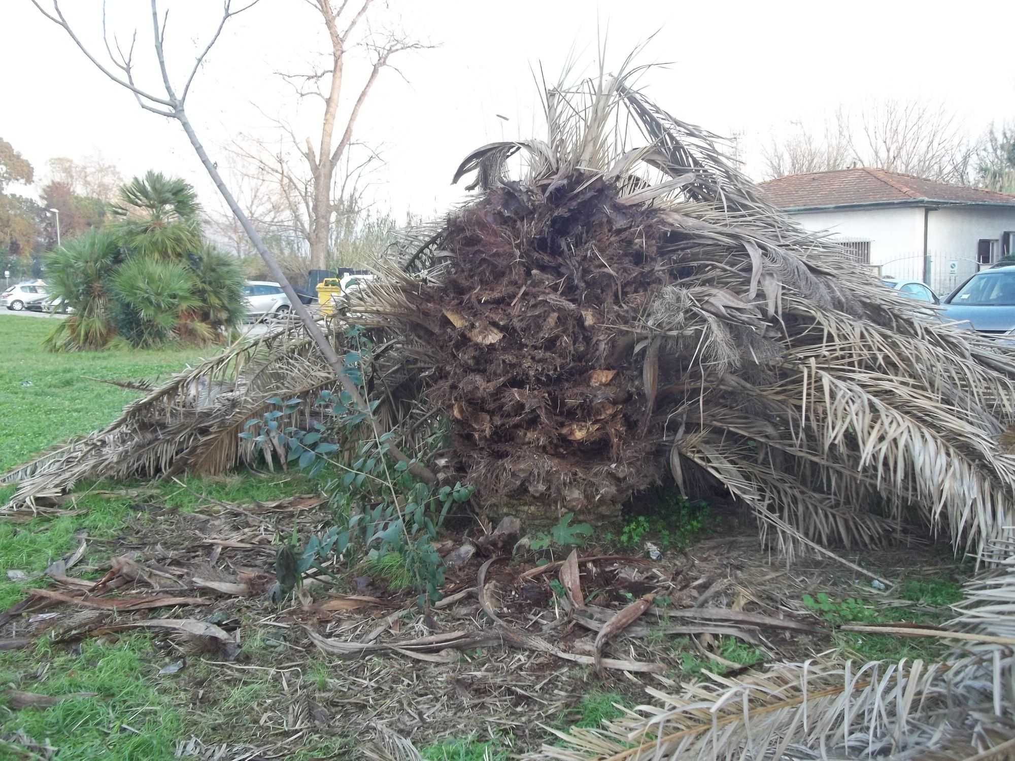 Discarica di palme a Stazzema, Fratelli d’Italia punta il dito