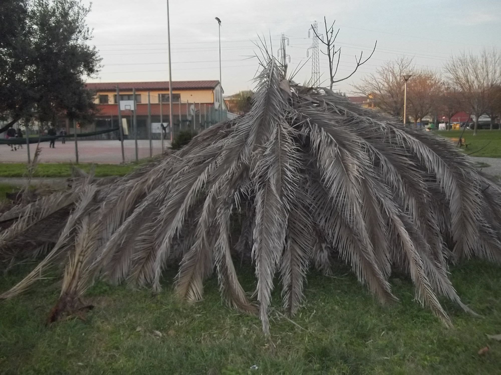 Al via l’abbattimento delle palme malate da punteruolo rosso