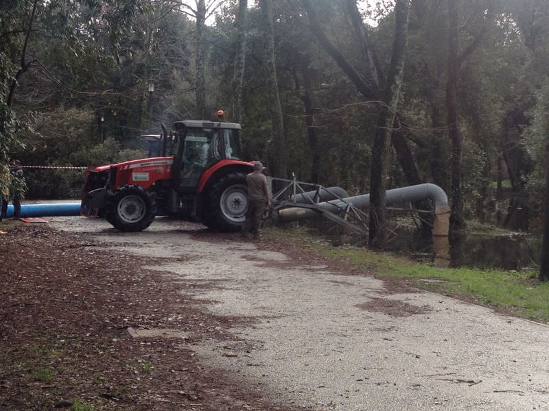 Viareggio, crollano pini in viale dei Tigli e nelle due pinete