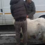 Un cavallino corre in mezzo alla strada. Stupore tra gli automobilisti a Torre del Lago 1 foto Alessandro "SempreJuve" Casci