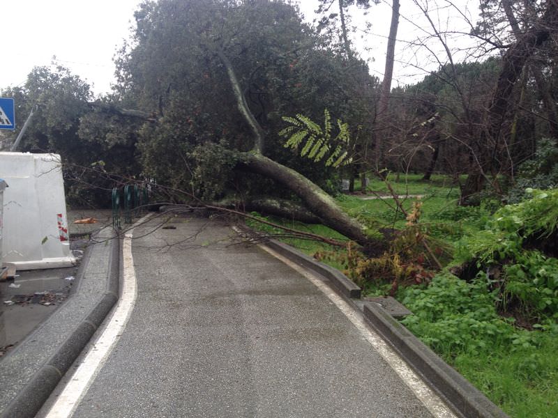 Alberi crollati lungo via Fratti. Via Zara un’enorme piscina: auto impantanate nell’acqua