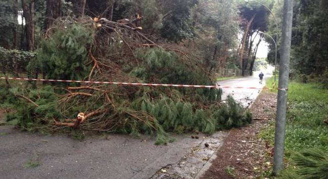 Maltempo, alberi caduti in tutta la Versilia