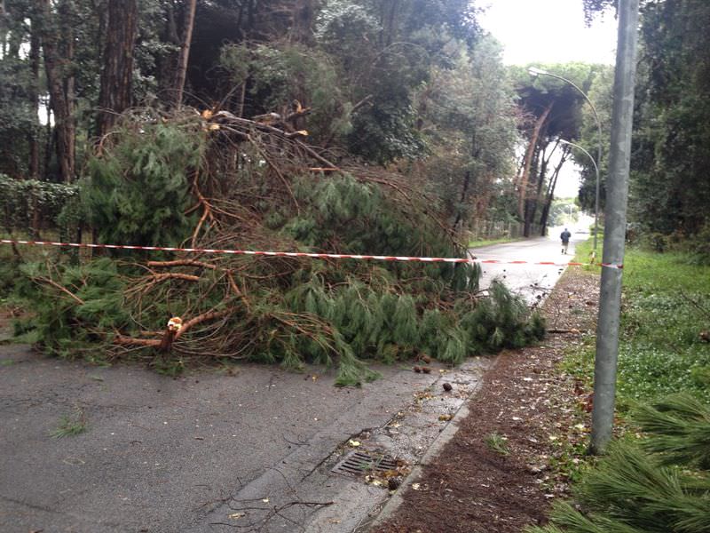 Maltempo, alberi caduti in tutta la Versilia