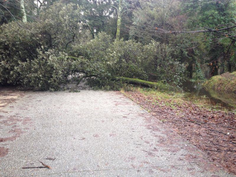 Bloccata dagli alberi caduti non può aprire il chiosco in Pineta