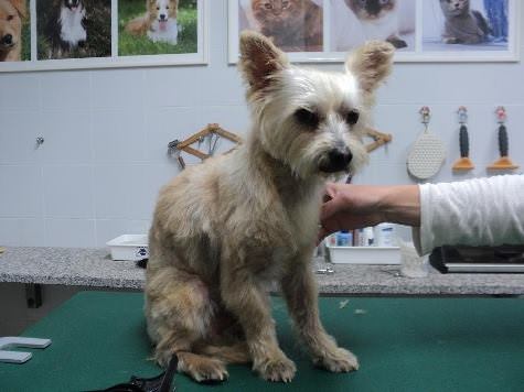 Smarrito il cagnolino Rocco