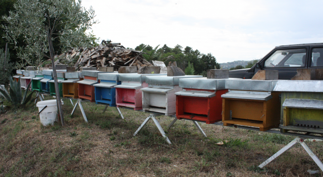 In arrivo 130mila euro per l&#8217;apicoltura nella provincia di Lucca