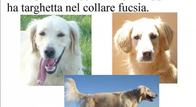 Cane scappa a causa del maltempo