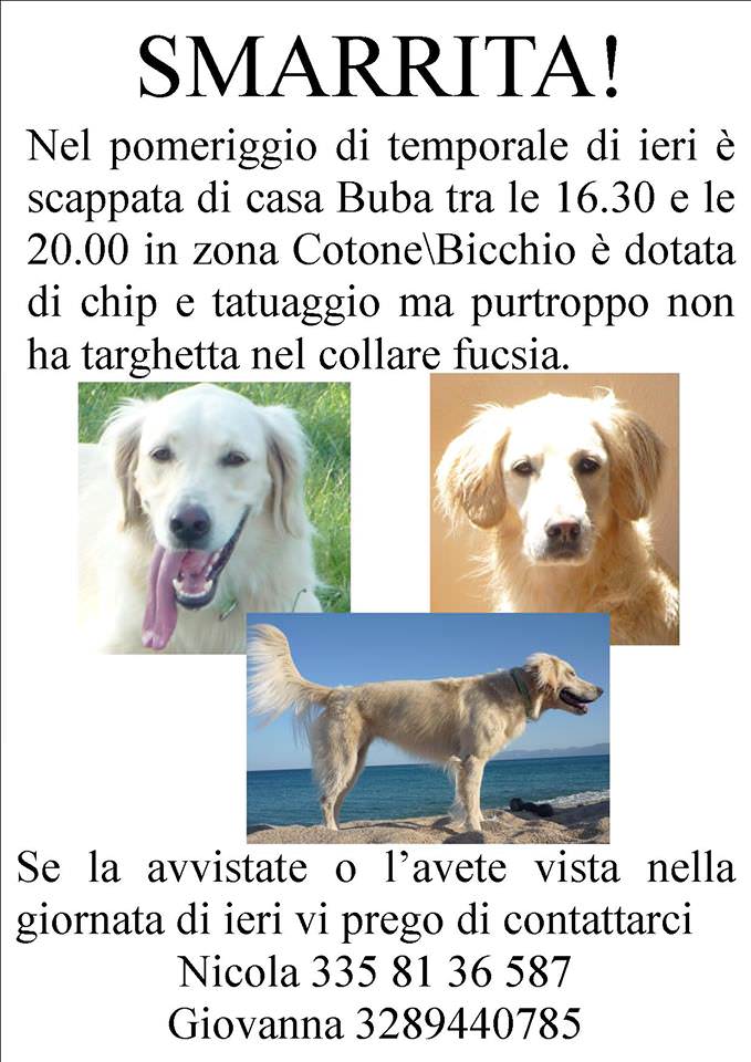 Cane scappa a causa del maltempo