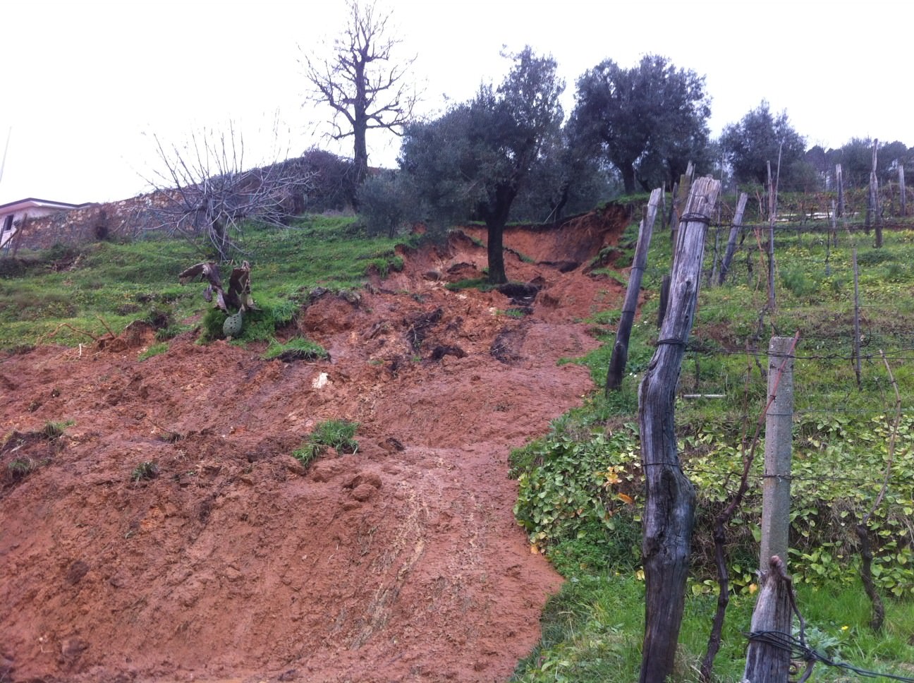 Frane a Pietrasanta, fioccano i verbali per incuria delle aree verdi