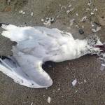 Gabbiani morti sulla spiagga a Lido di Camaiore. "Ecosistema ribaltato" 1 foto Damiano Pierotti