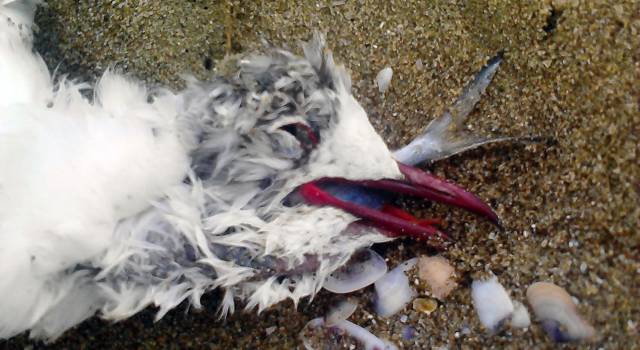 Gabbiani morti sulla spiagga a Lido di Camaiore. &#8220;Ecosistema ribaltato&#8221;