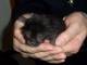 Quattro piccoli gattini abbandonati a Camaiore