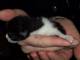 gatto2