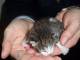 gatto4