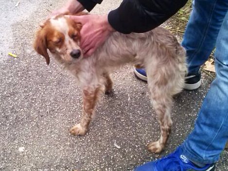 Cerca casa un piccolo breton maschio