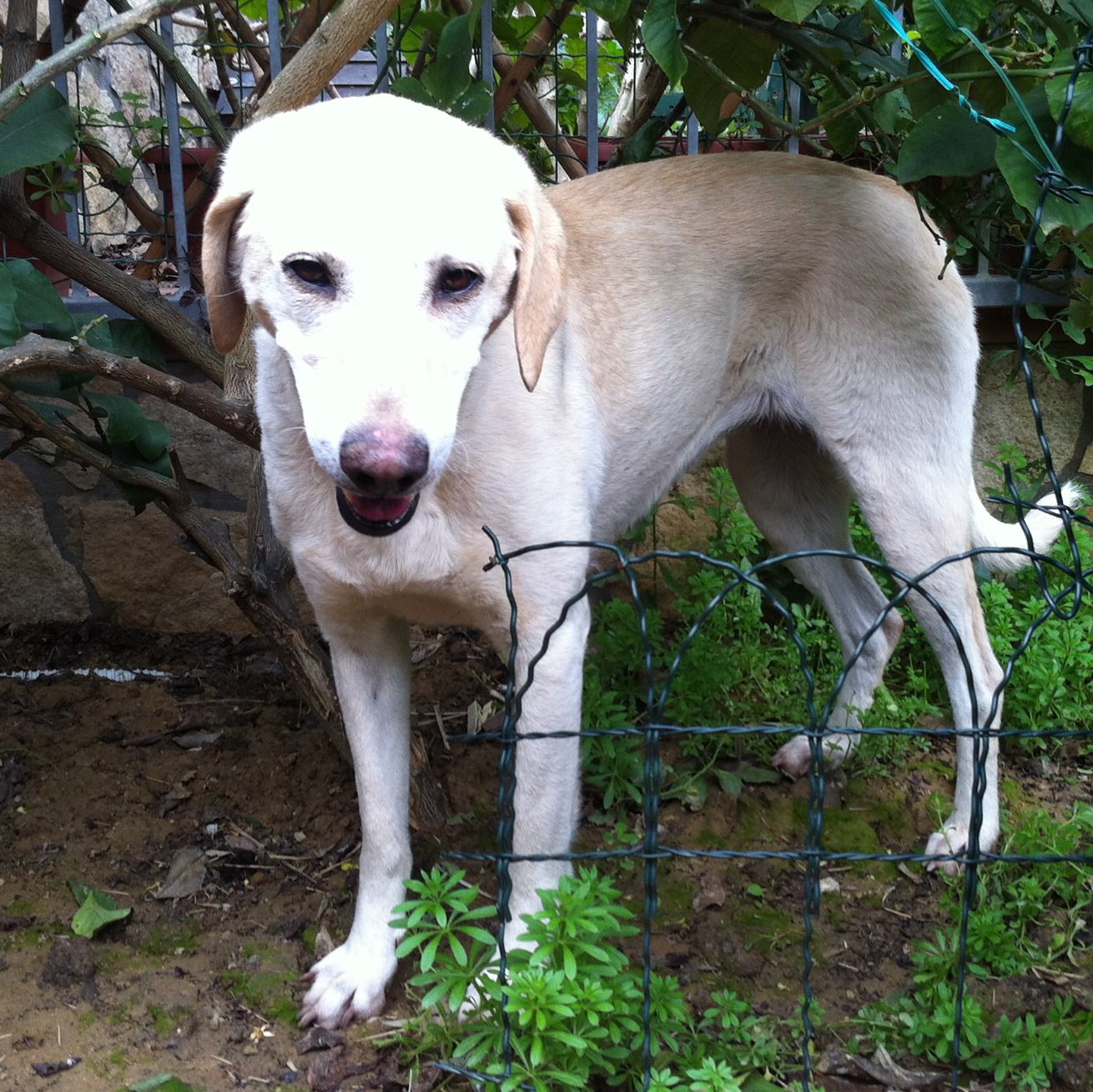 Sos animali. White cerca casa