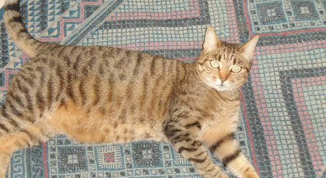 Una gattina si è persa in zona mercato a Viareggio