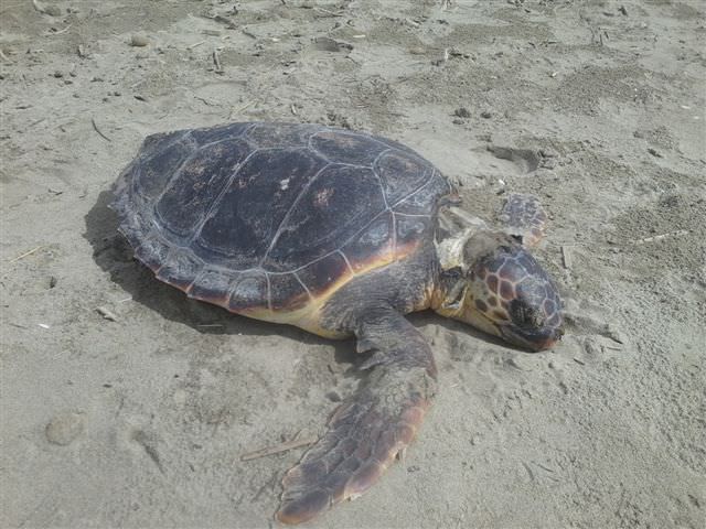 Tartaruga marina spiaggiata a Lido di Camaiore