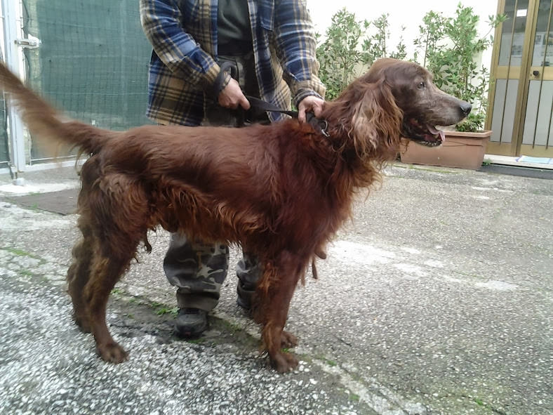 Sos animali. Irlanda cerca casa