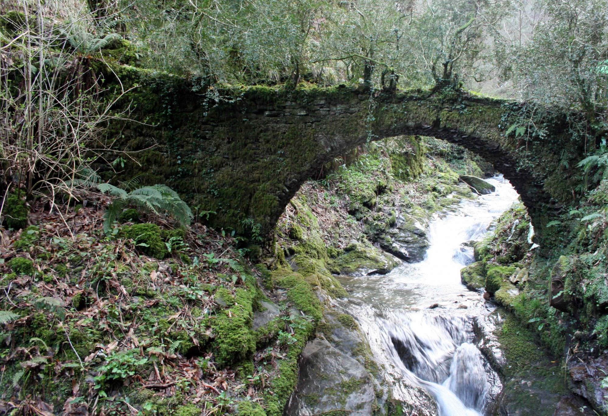 Alla scoperta del bosco di Calcaterra. A spasso con Galatea Versilia