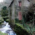 Alla scoperta del bosco di Calcaterra. A spasso con Galatea Versilia 1 foto Galatea Versilia