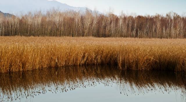 Puliamo il mondo 2015. &#8220;Vogliamo restituire a Pietrasanta il Lago di Porta&#8221;