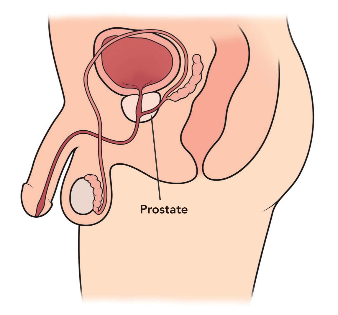 dimensioni normali della prostata a 60 anni