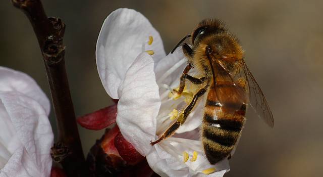 Furti e stragi di api nelle Provincie di Lucca e Pisa