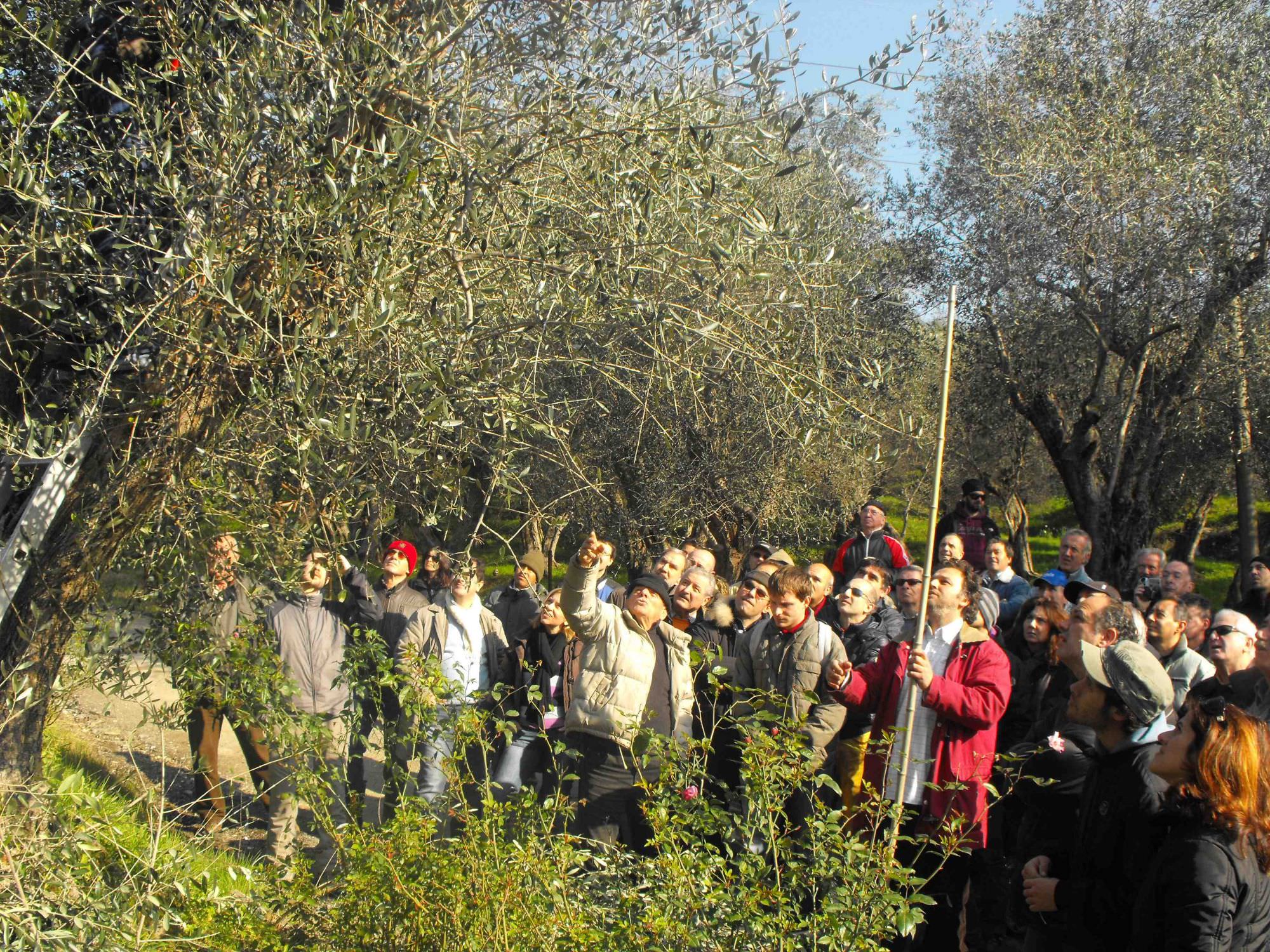 Conoscere l’olivo e i suoi segreti: al via il corso sulle colline di Bargecchia