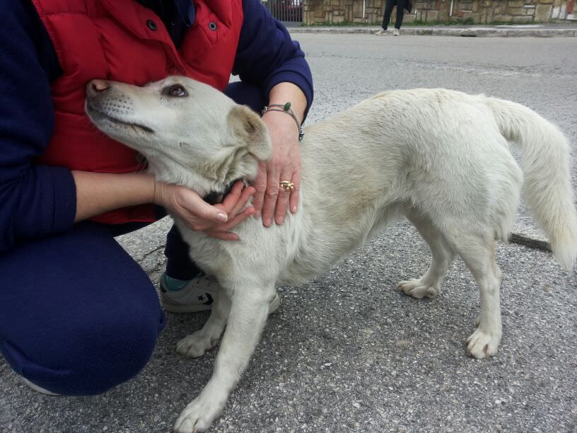 Sos animali. Luna cerca casa