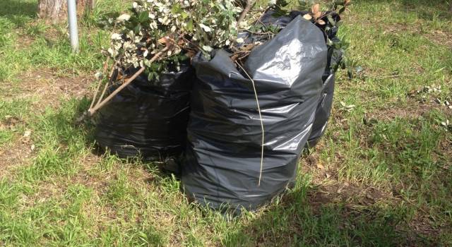 Potatura degli alberi in via Resistenza: scatta il diveto di transito